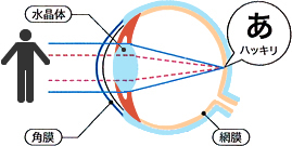 眼の構造（水晶体・角膜・網膜）